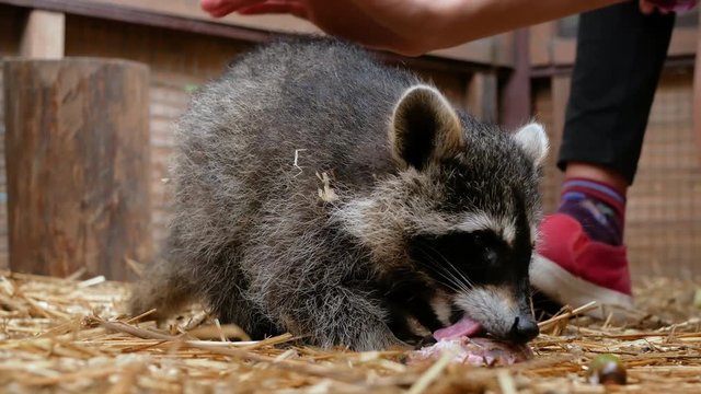 Raccoon in a contact zoo