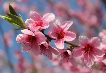 Fototapeta na wymiar pink cherry blossom flower in spring time over blue sky.