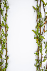 Green branches of spring willow on a white background. Copy space in the middle for your text.