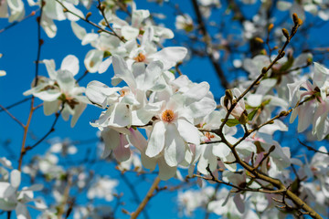 Branches of a white magnolia tree in flower against a blue sky. Like a flock of white butterflies.