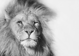 Black and white portrait of a male lion