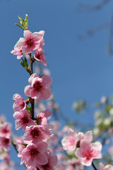pink cherry blossom flower in spring time over blue sky.