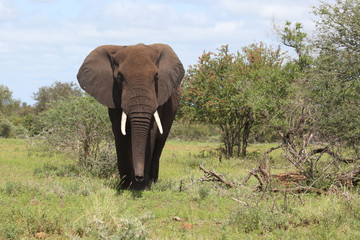 Afrikanischer Elefant / African elephant / Loxodonta africana