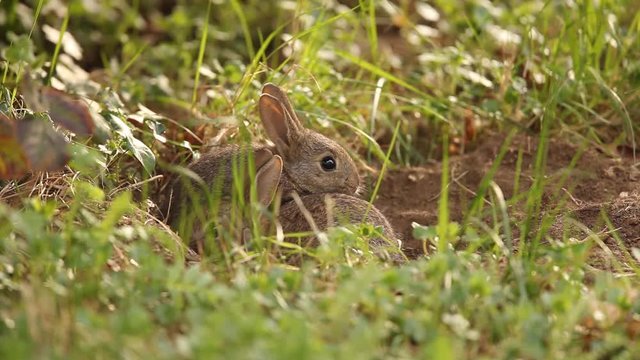 Jeune lapin &agrave; l'entr&eacute;e de leur terrier