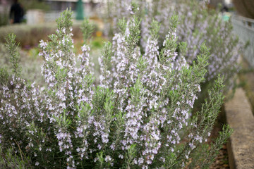 Obraz premium Beautiful flowers from the greenhouse of the Botanical Garden with flowers on the way