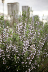 Obraz premium Beautiful flowers from the greenhouse of the Botanical Garden with flowers on the way