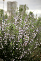 Obraz premium Beautiful flowers from the greenhouse of the Botanical Garden with flowers on the way