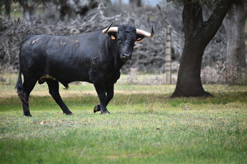 toro español