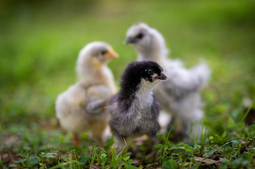 Three chicks together