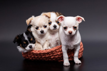 Studio shot of a different Chihuahua puppies in knitted basket on dark background