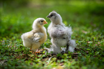 Two fluffy chicks outdoors