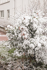 Scenery that can be seen in winter