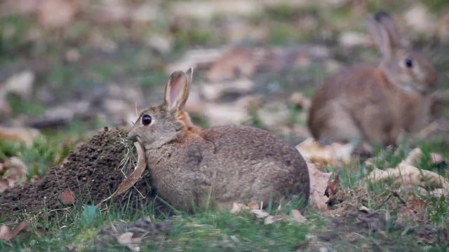 Lapins en train de pr&eacute;parer son terrier avec de l'herbe