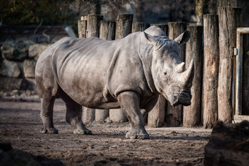 Obraz premium Nashorn, tier, säugetier, wild lebende tiere, tierpark, -hörner