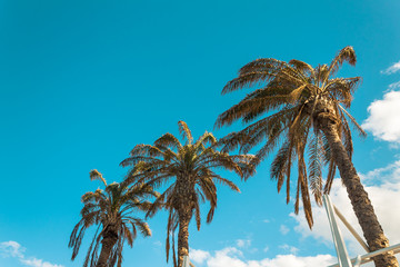 palm trees on a windy day against clear sky spring