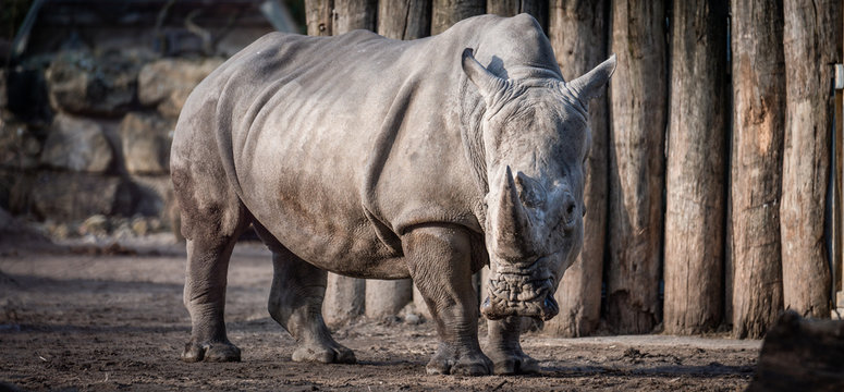 Nashorn, tier, s&auml;ugetier, wild lebende tiere, tierpark, -h&ouml;rner