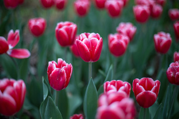 red tulips in the garden