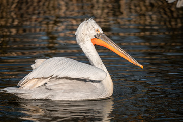 Pelican im Wasser, Schnabeltier, Bird, Tier, wild lebende Tiere, black, natur, weiß