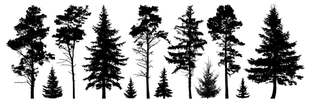 Forest evergreen trees silhouette isolated set