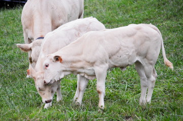 Cows grazing in the meadows of Cantabria