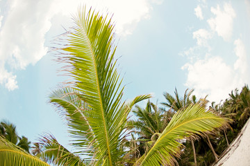 Fototapeta na wymiar tropical nature, the Caribbean Sea, palm trees, the island, the Dominican Republic, boats.