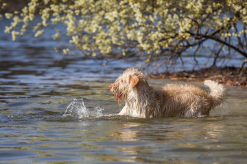 Hunde am Grunewaldsee