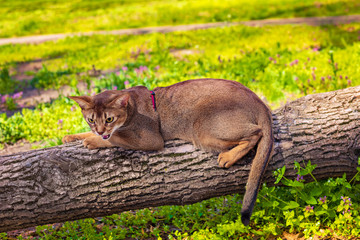 Abyssinian cat sitting on a tree log in the sun