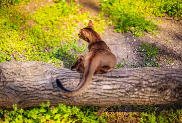 Abyssinian cat sitting on a tree log in the sun
