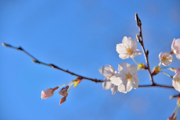桜の花