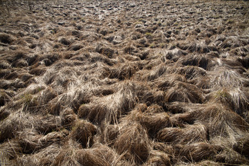 Trawy na bagnach, biebrza © Szymon Gryko