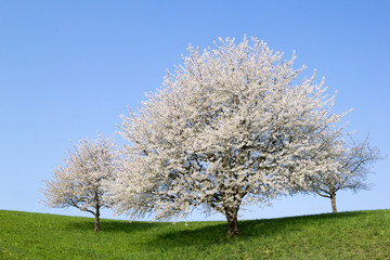 Naklejka premium Blooming cherry tree with white flower blossom in spring season on a hill against blue, sunny sky