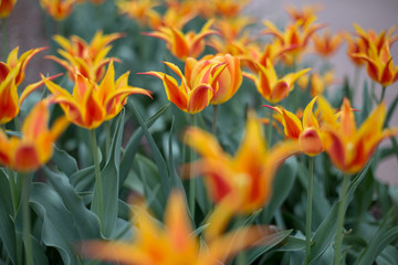 Yellow and Orange Tulips