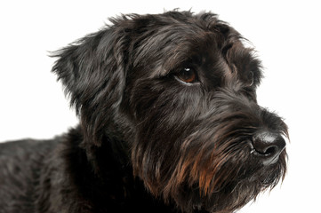 Portrait of an adorable wire-haired mixed breed dog looking curiously