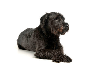 An adorable wire-haired mixed breed dog looking curiously