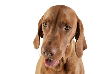 Portrait of an adorable magyar vizsla looking curiously at the camera