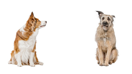 Two funny and funny dogs are sitting next to each other. The background is isolated. Pedigree and not pedigreed dogs.