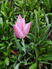 Pink tulip in the garden after rain, sprinkled with water droplets 
