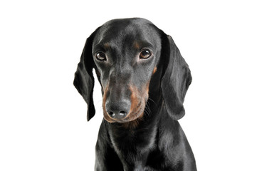 An adorable black and tan short haired Dachshund looking sad