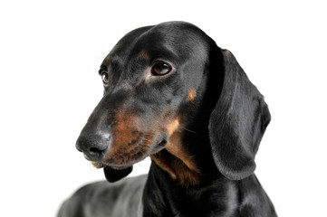 An adorable black and tan short haired Dachshund looking sad