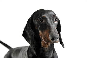 Portrait of an adorable black and tan short haired Dachshund looking curiously
