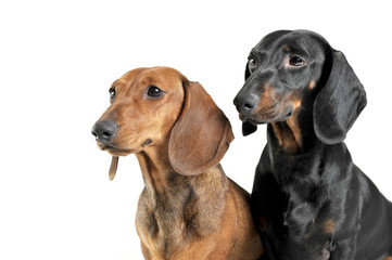 Portrait of two adorable short haired Dachshund looking curiously