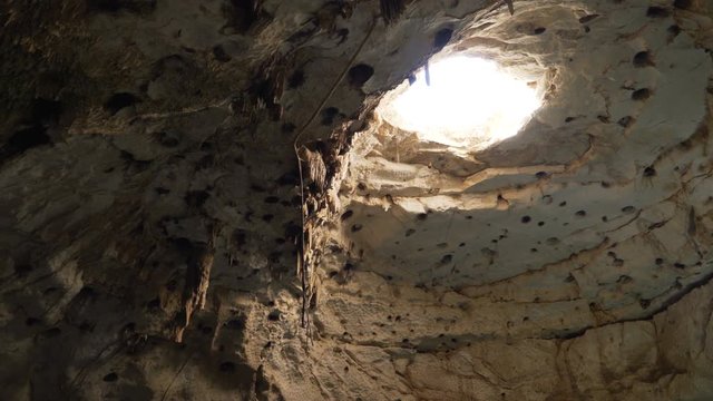 A little bat flies in the cave of cenote. mexico yucatan. 4K