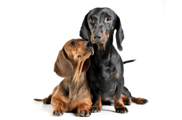 Studio shot of an adorable short haired Dachshund making friends with another Dachshund - 261609800