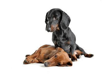 Studio shot of two adorable short haired Dachshund looking tired