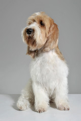 Studio shot of an adorable Grand Basset Griffon Vendéen looking curiously