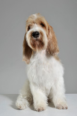 Studio shot of an adorable Grand Basset Griffon Vendéen looking curiously at the camera