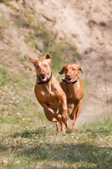 verspielte Rhodesian Ridgeback hunde