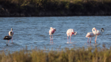 Flamingos in the salt lake