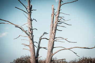 vertrockneter Baum Umweltkatastrophe
