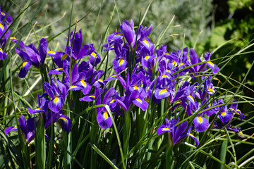 Iris versicolor in the garden in the Spring